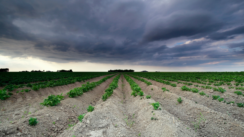 Agropecuária Grama Roxa Ltda