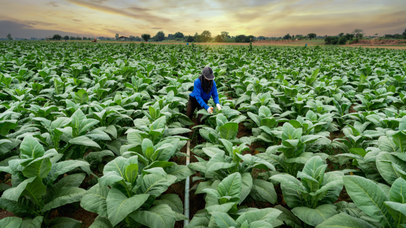 Veja com Fabio Jose Gentil Pereira Rosa como a produção agrícola ganha eficiência com energia limpa e acessível.